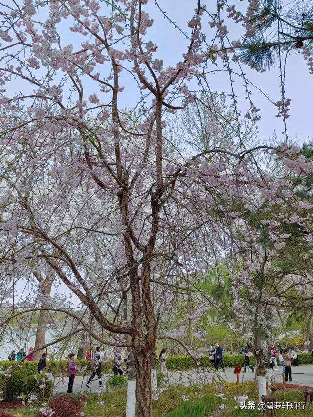 北京玉渊潭,赏樱正当时