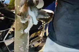 “喵……”小猫被困下水道！众人展开救助图片