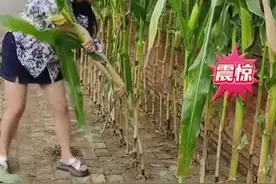 离谱！女子在砖缝里种菜！专家们目瞪口呆，神农血脉觉醒图片