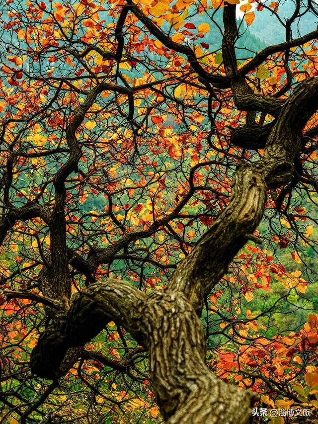 实拍！红的橘的黄的，整个淄博“燃”起来了！这些路段落叶缓扫→