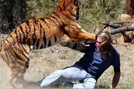 老虎吃人后为何一定要击毙？并非杀人偿命，而是有不堪设想的后患图片