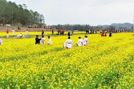 就在广西南宁！百亩油菜花田盛开，花期预计持续到3月上中旬图片