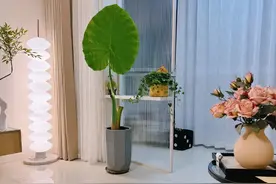 北京一女子，把“芋头当绿植”养客厅，竟然十分好看，ins风十足图片