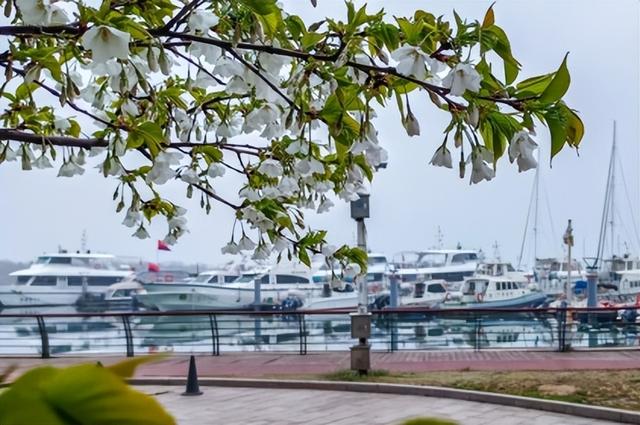 寻找最美春天 | 山东日照：繁花 “织” 就浪漫城