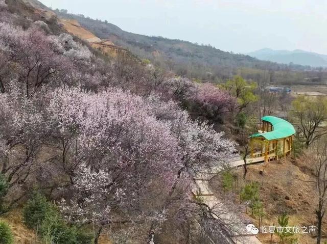 春潮映花都 盛景满临夏