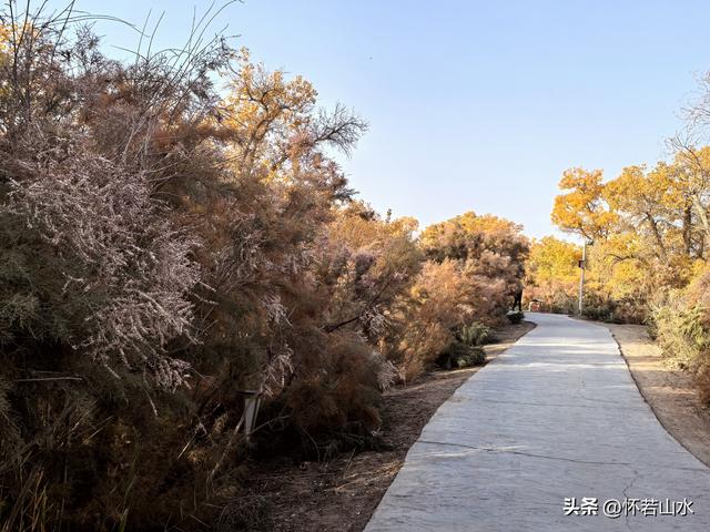 2025环南疆沙漠铁路背包自由行日记(6)---游览巴楚红海胡杨林景区