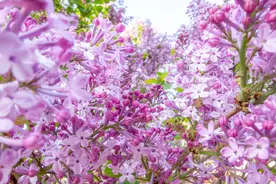 花开吉林 | 百年丁香枝头绽 一树花开一城春图片
