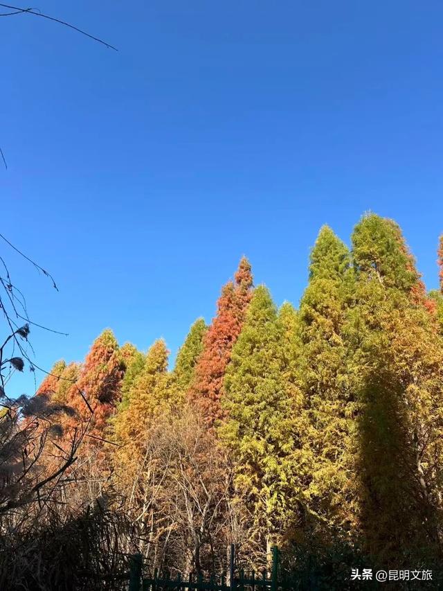 美！美美美！昆明超全水杉打卡地来袭！保姆级攻略快收藏，周末一定要冲~