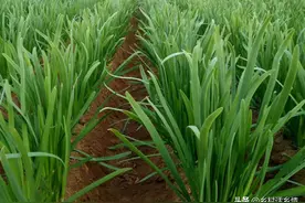 韭菜一年三不割，指的是啥时候？韭菜管理为啥讲究“一盖二施”图片