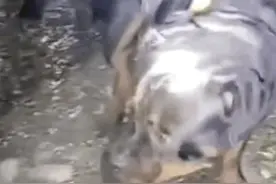 成都咬人黑狗被抓现场曝光：眼神犀利毫无畏惧，和白狗反差很大！图片