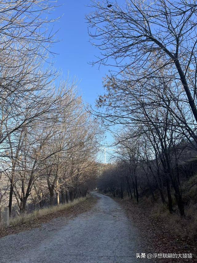 游赏过九鼎山后，我又跑到一户院里“强买”了大爷种在路边的白菜