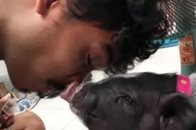 泰国男子爱上母猪，不顾反对和母猪结婚，婚后生活让人大跌眼镜！图片