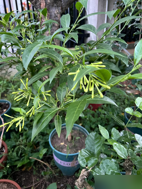 阴花不能进阳宅！这5种花“打死”也不养，家里若有？快挪走！