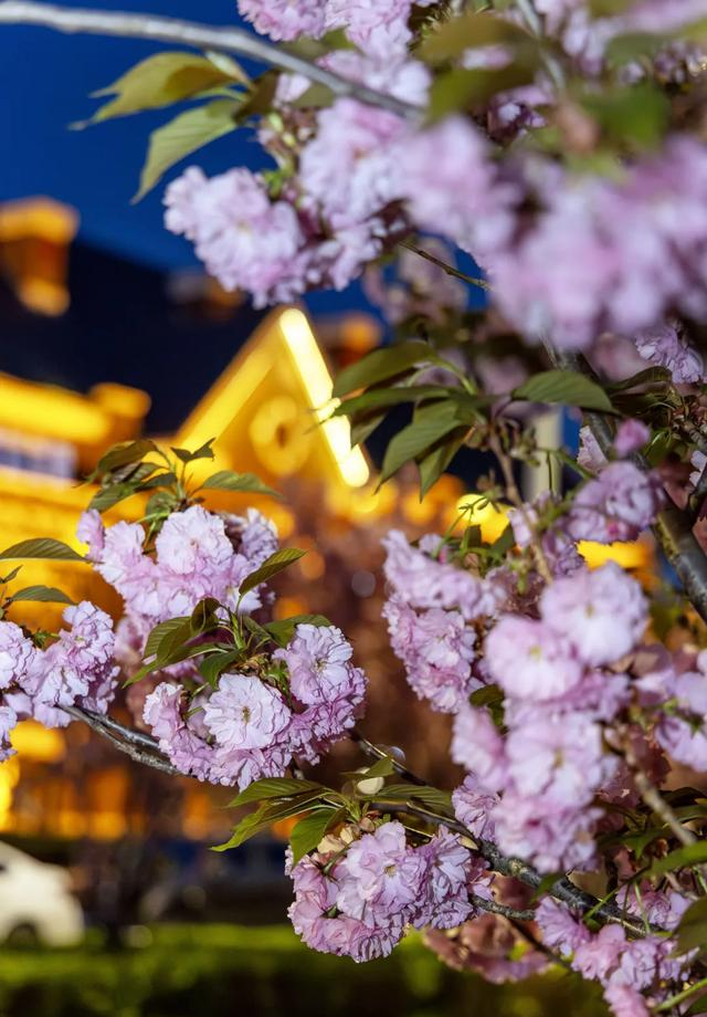 滨海新区生态城“樱花大道”惊艳盛放，美出圈啦~