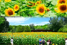 免费开放！京城这里向日葵进入最佳观赏期！图片