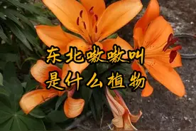 东北嗷嗷叫你们知道是什么植物吗图片