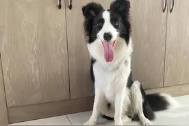 为何那么多人劝别养边牧？看看这些原因，你还想养吗？图片