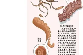 章鱼须和鱿鱼须，您分得清吗？专家提醒→图片