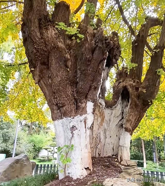 成都这5大千年银杏，超级惊艳，其中一株相传是杨贵妃种植！