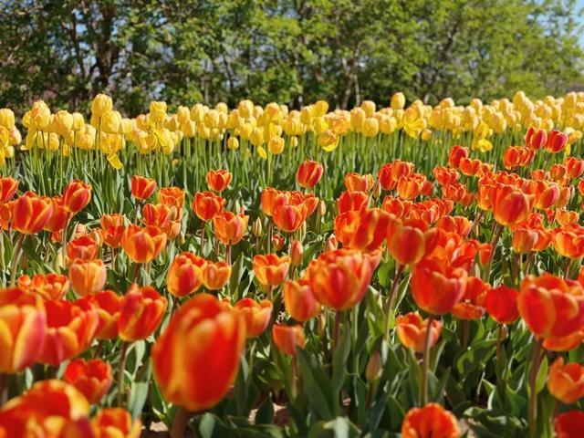 北京的春天，花开北京