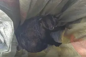 国家二级保护动物狗獾卡在土豆削皮机内，消防员破拆救出图片