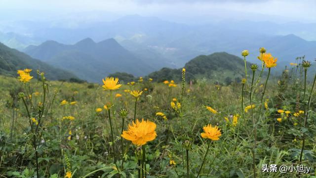 再登辽阳千米高峰白云山，云雾弥漫，金莲花盛开