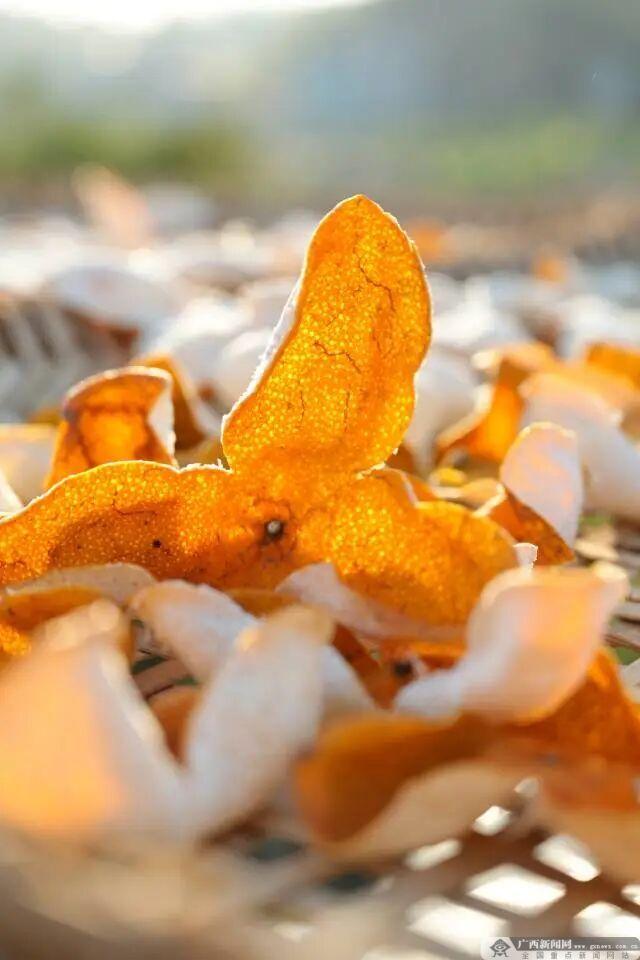 2025年浦北陈皮文化旅游宣传周启动