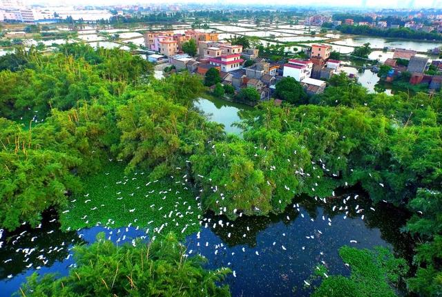 “五一”去哪玩？广东这6条乡村精品线路值得一游