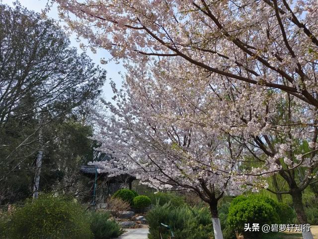北京玉渊潭，赏樱正当时