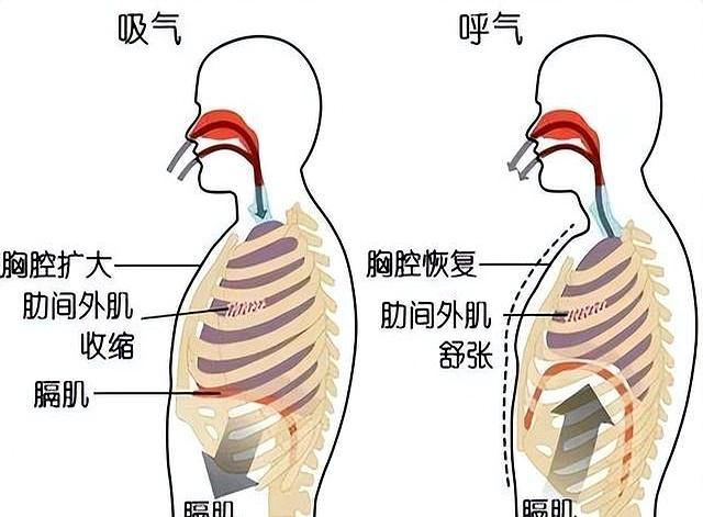 什么是八极的“一口丹田气”？如何练出“一口丹田气”？