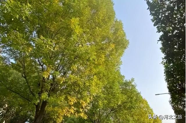 别错过！石家庄市城区赏秋最全指南，来啦→