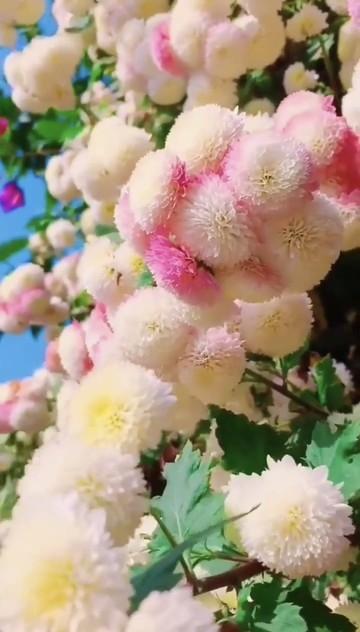 五一出游别遭罪！满城月季开疯了，家门口的浪漫香到上头