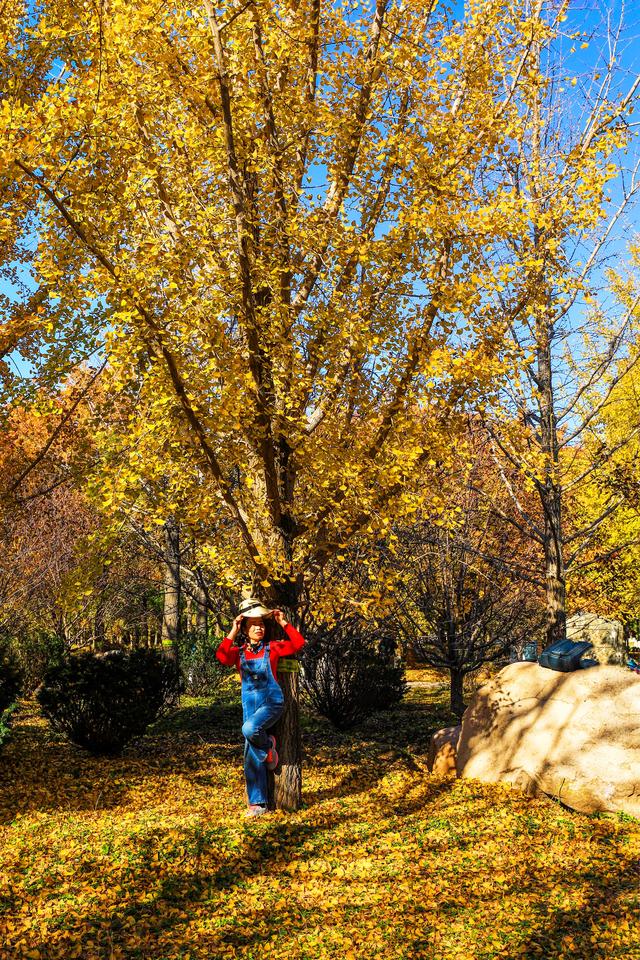 秋日邀约｜听说，你们都去看银杏了