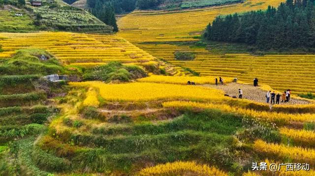 龙脊不“剪”秋,梯田收割正当时快来体验~