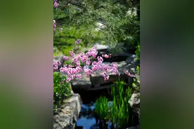 宠的就是“她”！山东多家景区官宣免费、半价优惠图片