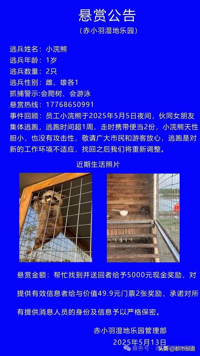 一对情侣小浣熊“私奔”超10天，园方悬赏5000元：希望在“520”前找到