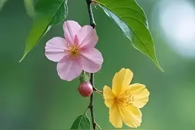 只有大病患者、重度残疾人才能“单人保”吗？图片