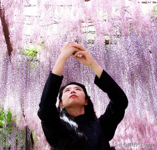 玉渊潭公园紫藤花开，诗意满满，演绎“一帘幽梦”的极致浪漫