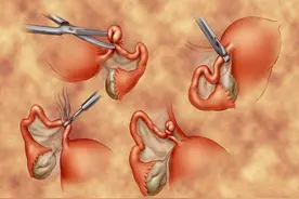 受孕全过程 3D动画模拟图片