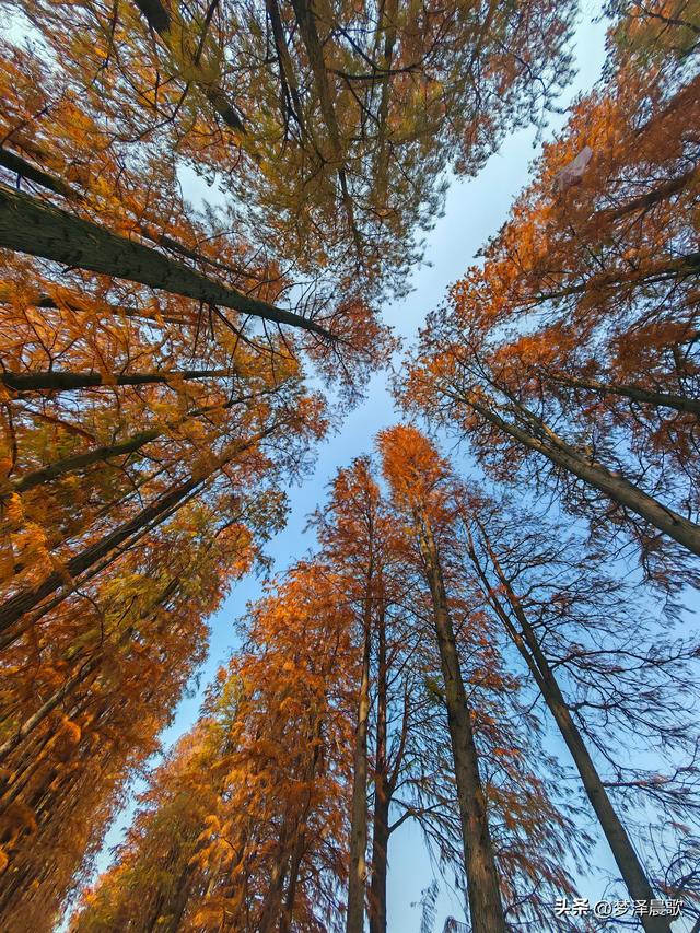 涢水湿地迷人红杉林 冬日画卷中的生态诗篇