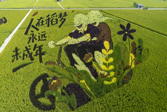 辽宁沈阳：一组美丽壮观的稻田画栩栩如生