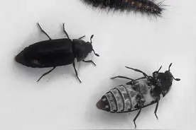 博物馆最强标本剔肉师，居然是一群吃腐肉的蠹虫，最快2小时搞定图片