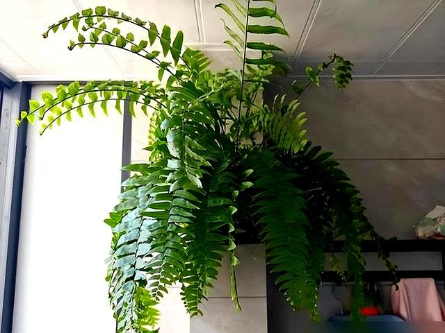“阴花不能进阳宅”。家里若有这5种花,请赶紧搬出去！