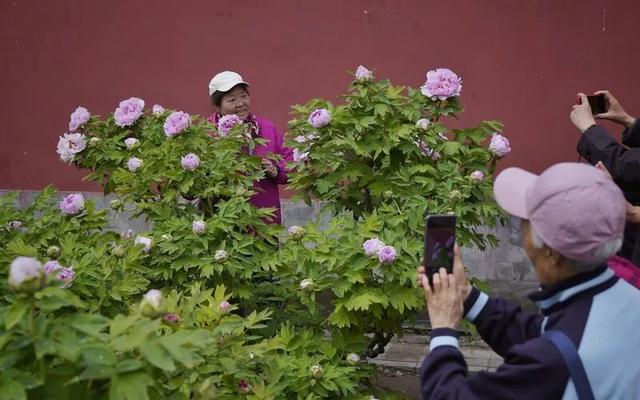 北京景山公园“牡丹路”迎最佳观赏期，这场雨对牡丹有影响吗？