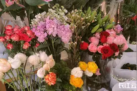 年宵花价格持续升温！玫瑰花将卖到10元每枝图片