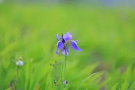 柘城县鸢尾花开，宛若蝴蝶翩翩起舞图片