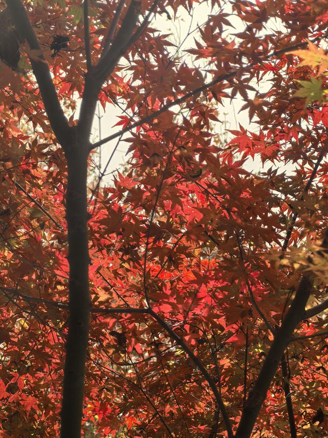 南京栖霞山一日徒步，游千年古刹，看漫山红叶