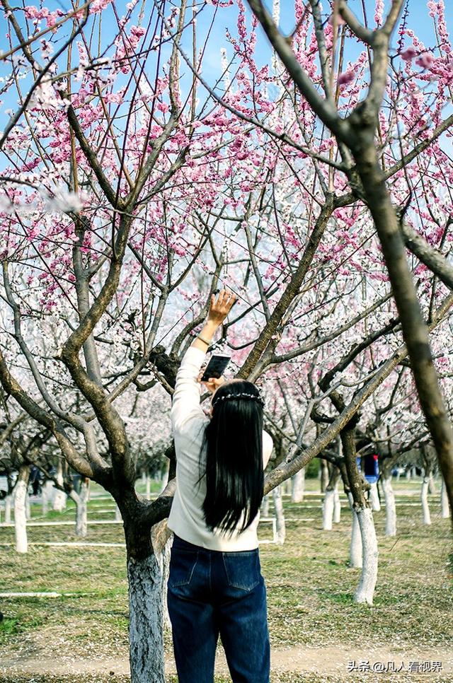 桃花源里的旅拍时光 滹沱河北岸美丽花廊掠影