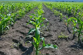 夏播玉米播种需注意这些，不然问题多多图片