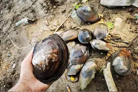 过去经常吃的河蚌，为什么现在很少人爱吃了？原来吃它还有讲究图片